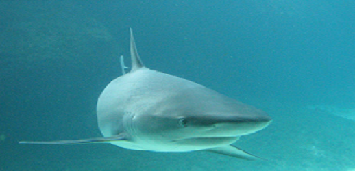 Stop loan sharks